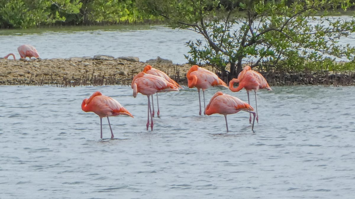 Saliña Sint Marie Flamingo Salt Flats (Jan Kok)