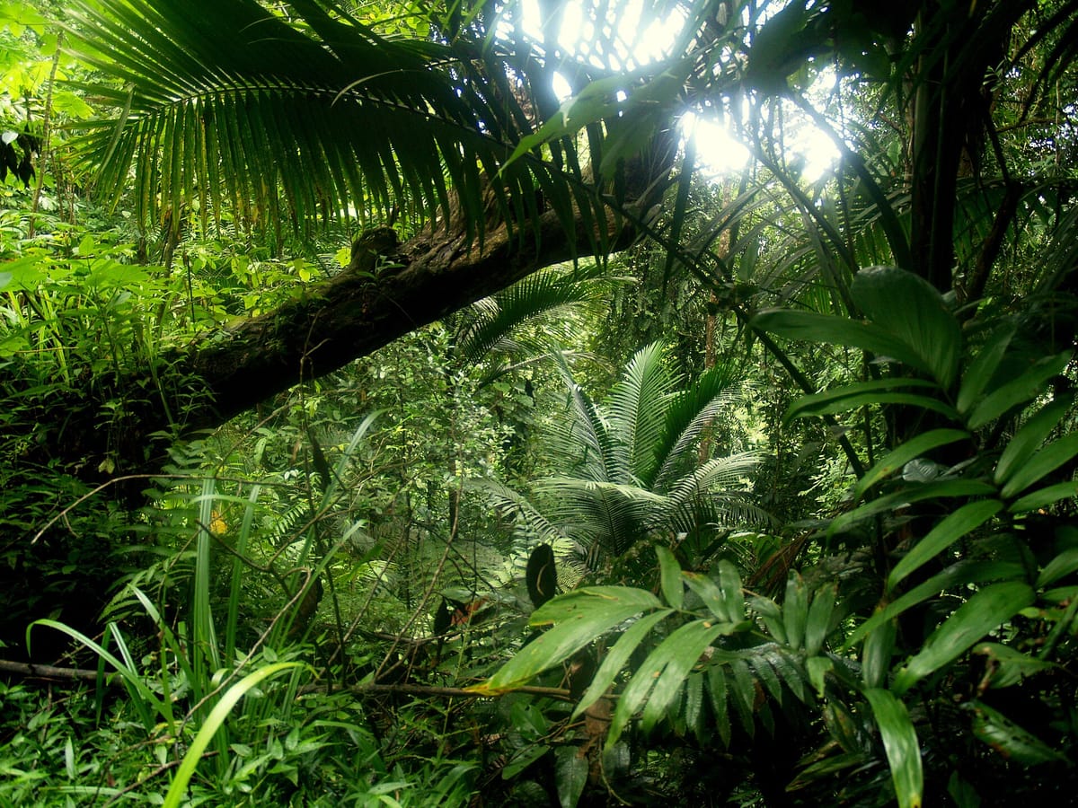 Main Ridge Forest Reserve