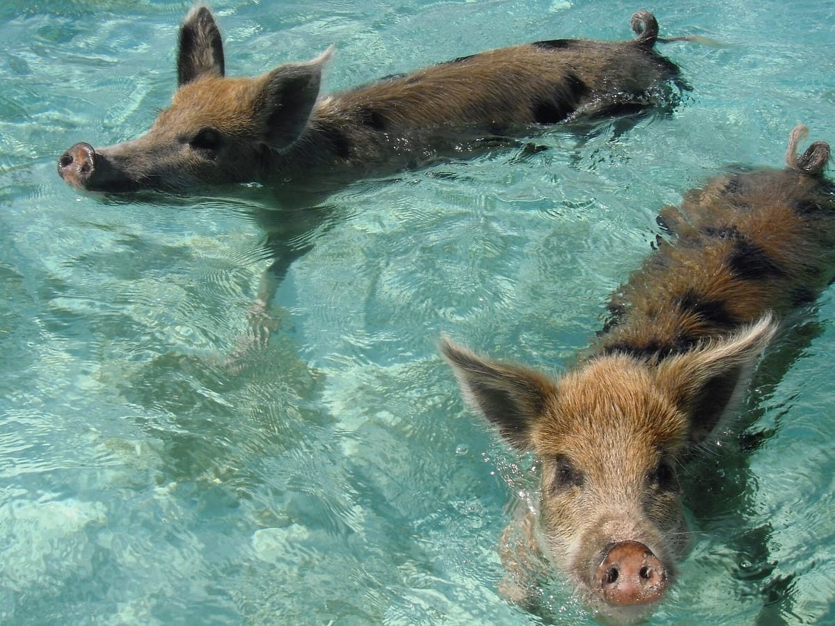 Pig Beach (Big Major Cay)