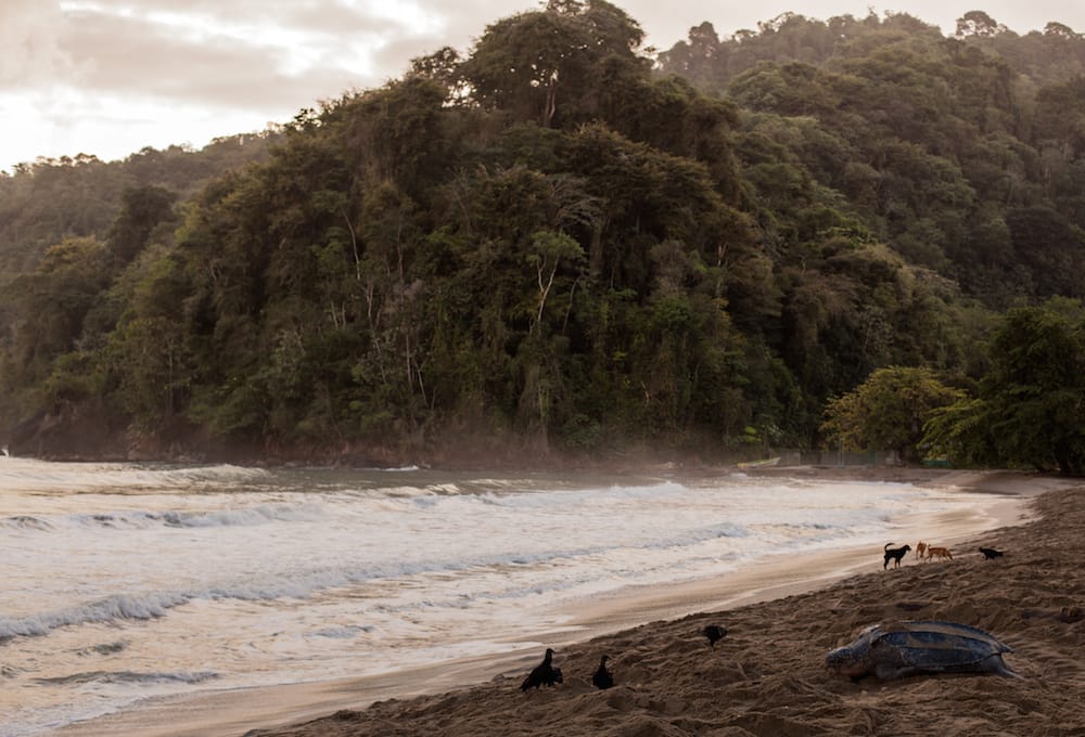Grande Riviere Beach