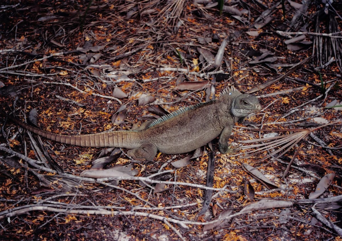 Little Water Cay (Iguana Island)